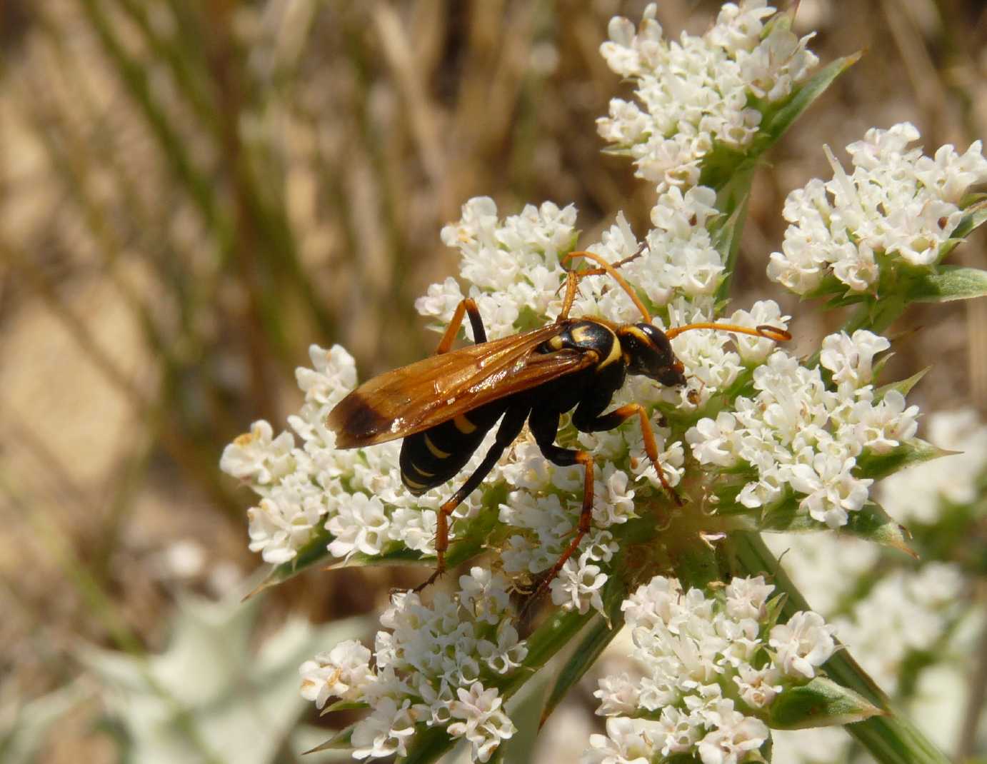 Batozonellus lacerticida M e F (Pompilidae)